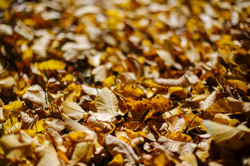 autumn leaves background