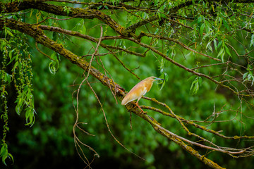 Danube Delta, Romania