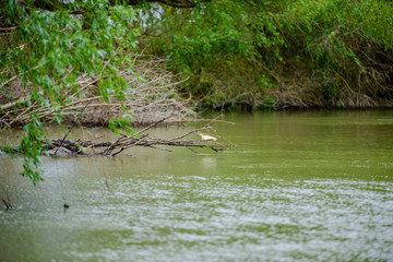 Danube Delta, Romania