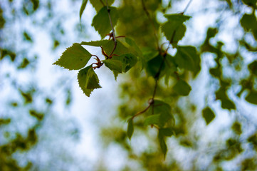 Young bitter-smelling tar birch leaves against the sky - defocus