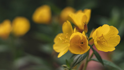 Fototapeta premium yellow beautiful flowers in a recreation park