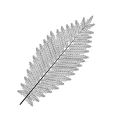 Leaf fern isolated. Vector illustration. EPS 10.