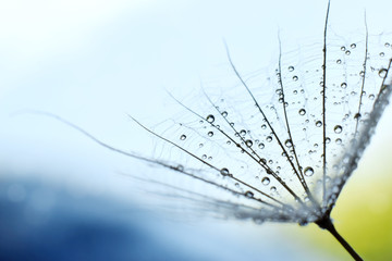 Fototapeta na wymiar dandelion seed