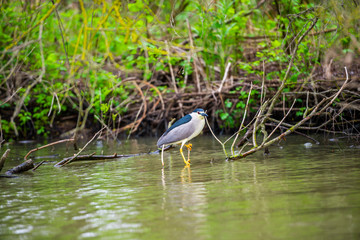 Danube Delta in the spring