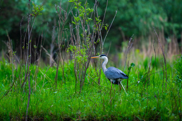 Danube Delta in the spring