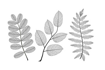 Set leaves. Vector illustration. EPS 10.
