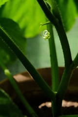 西洋かぼちゃ　つる