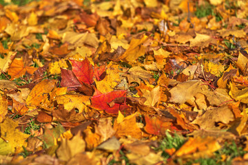 Fallen maple leaves of different colors on the grass, close-up