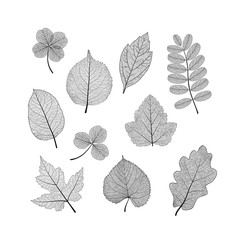 Set leaves. Vector illustration. EPS 10.