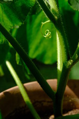 西洋かぼちゃ　つる