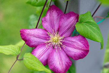 Clematis in Pink