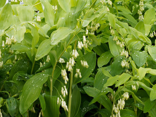 (Polygonatum multiflorum) Vielblütige Weißwurz oder Wald-Salomonssiegel. Frühlingsblüte. Blüten in Nahaufnahme in den Blattachseln