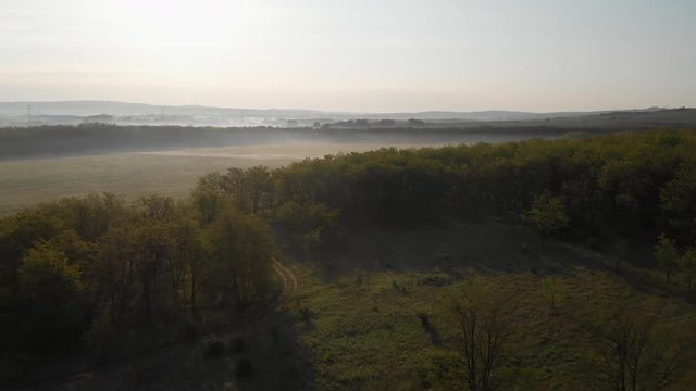 Aerial Forest Landscape With Dust Road Leading Through, Sunrise, Establishing