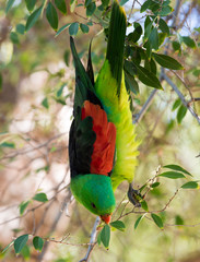 Red winged parrot in outback New South Wales, Australia.