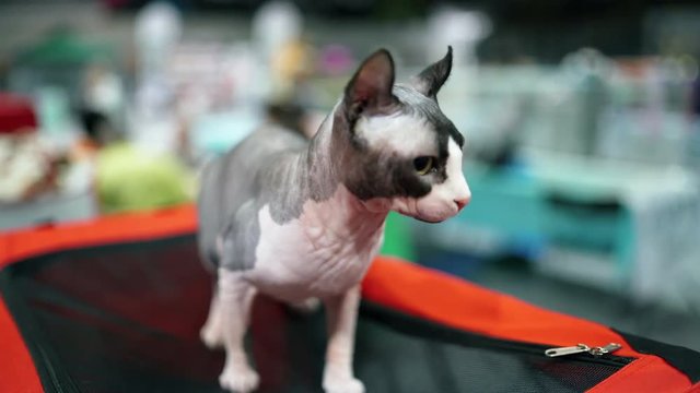 Cat of the Sphynx breed. Elf cat, close-up