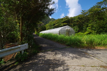 ビニールハウスのある田舎道