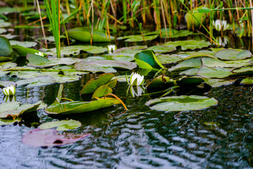 Lilies on Danube Delta
