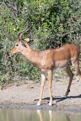 A male Impala with impressive horns keeping watch at a water hole, iMfolozi, South Africa.