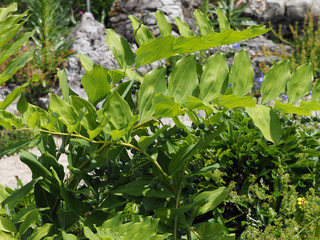 Polygonatum multiflorum - Wald-Salomonssiegel oder Vielblütige Weißwurz. Dunkelblauen beeren. Reife Früchte im September  
