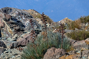 Mountain vegetation with aloe and cactus, flora of La Campana National park in central Chile, South America