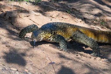 Fototapeta premium A male Nile Monitor lizard with long tongue extended in the iMfolozi Game Reserve, South Africa.