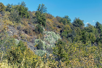 Obraz premium Mountain vegetation with aloe and cactus, flora of La Campana National park in central Chile, South America