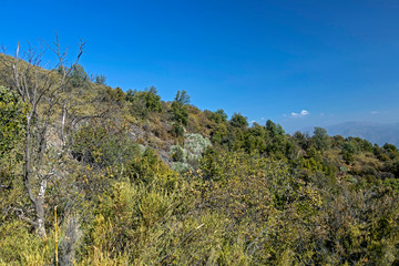 Mountain vegetation with aloe and cactus, flora of La Campana National park in central Chile, South America