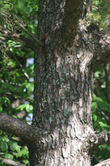 Obraz premium Natur im Biosphärengebiet Reutlingen