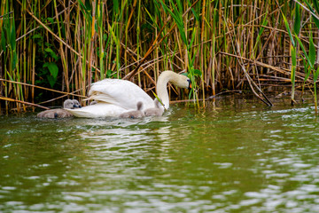 Swan and his chicks in Danube Delta