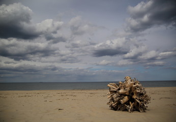 beach, dried tree trunk,  sea and swirling clouds in the sky