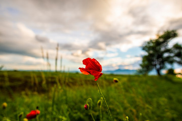 poppy field of poppies