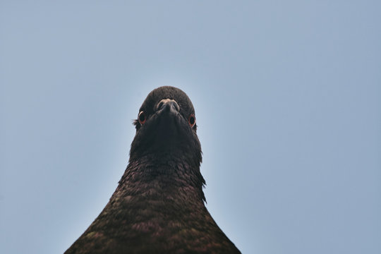 A curious pigeon