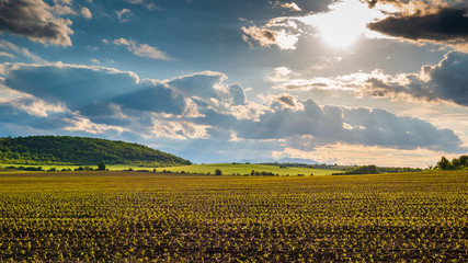 A bright sunny day nature scenic of an agricultural field with young corn plants in the foreground, green meadows and hills, and cloudy sky with the Sun and bursts of light rays through the clouds