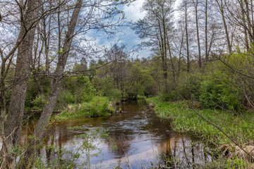 Fototapeta na wymiar Rzeka w lesie