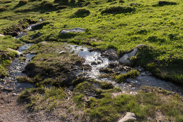 Swampy area. Water and stones in the wet grass