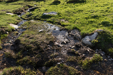 Swampy area. Water and stones in the wet grass