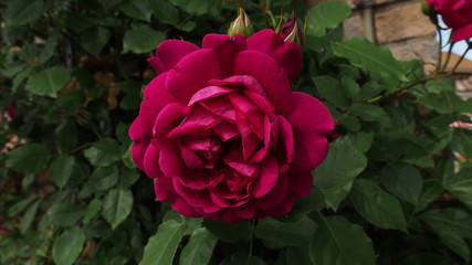 公園で咲いていた様々なバラとバラのトンネル