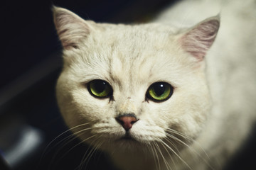 A white cat