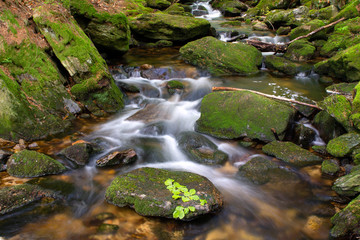 Bayerischer Wald, Sagwasser, Bach im Wald, Deutschland
