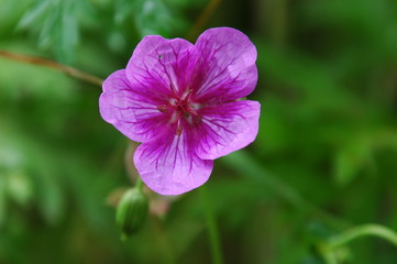 Fototapeta premium 花