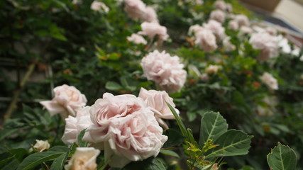 Obraz na płótnie Canvas 公園で咲いていた様々なバラとバラのトンネル