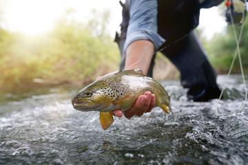 catching a brown trout in the river - obrazy, fototapety, plakaty