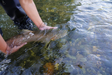 catching a brown trout in the river