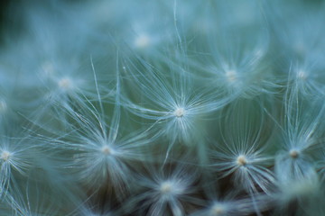 dandelion on a green-blue background
