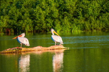 Pelșicans in Danube Delta