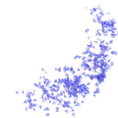 blue flowers cornflowers petals pattern on white background. copy space