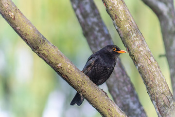 Kos zwyczajny © Kamil