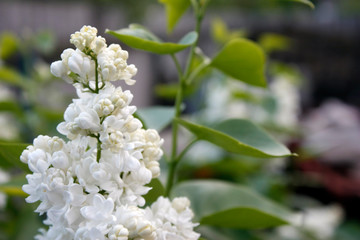 Branches of white lilac and green leaves. Flowering branch of lilac. Close-up.