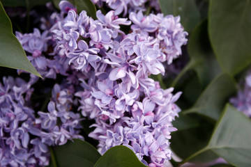 Branch of lilac on a tree in the garden, park. Beautiful blooming lilac flowers in the spring. Blooming in the spring. Spring concept. Close-up.