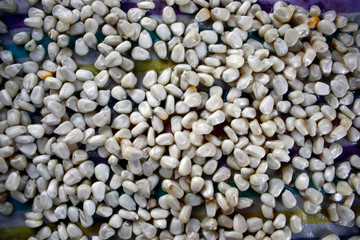 A mass of white corn kernels wetted in water and ready for planting. close-up.